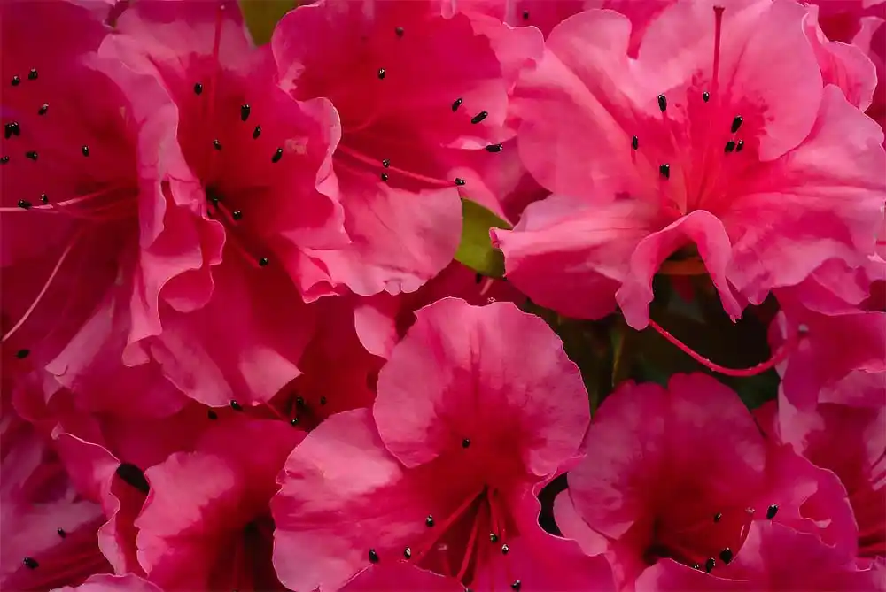 fall planting, spring garden, shrubs, perennials, azaleas, roses, beauty berry, boxwood, hydrangeas, pollinators