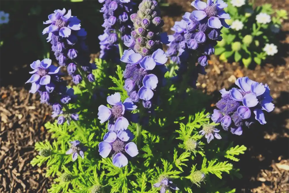 fall planting, spring garden, shrubs, perennials, azaleas, roses, beauty berry, boxwood, hydrangeas, pollinators