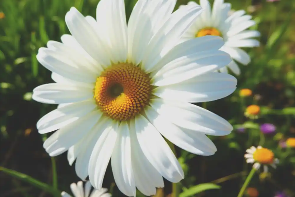 fall planting, spring garden, shrubs, perennials, azaleas, roses, beauty berry, boxwood, hydrangeas, pollinators