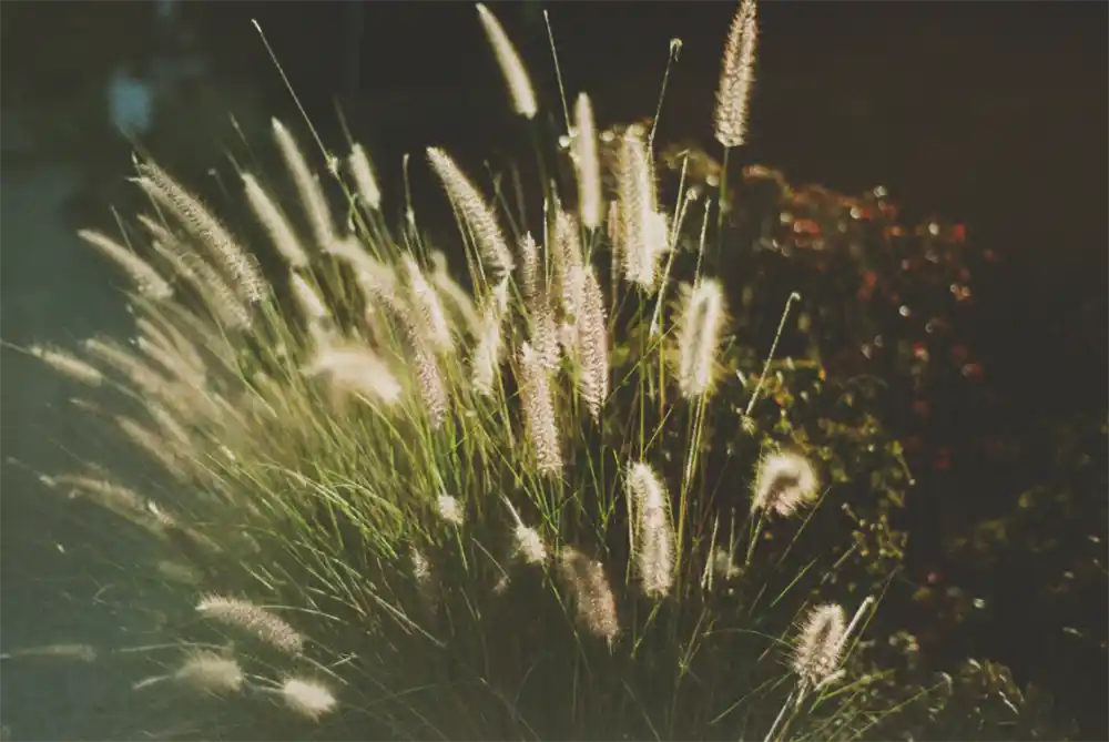 fall planting, spring garden, shrubs, perennials, azaleas, roses, beauty berry, boxwood, hydrangeas, pollinators