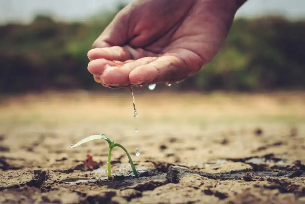 gardening, beginner, mistakes, garden tips, mulch, soil, sunlight, planting, harvest, watering