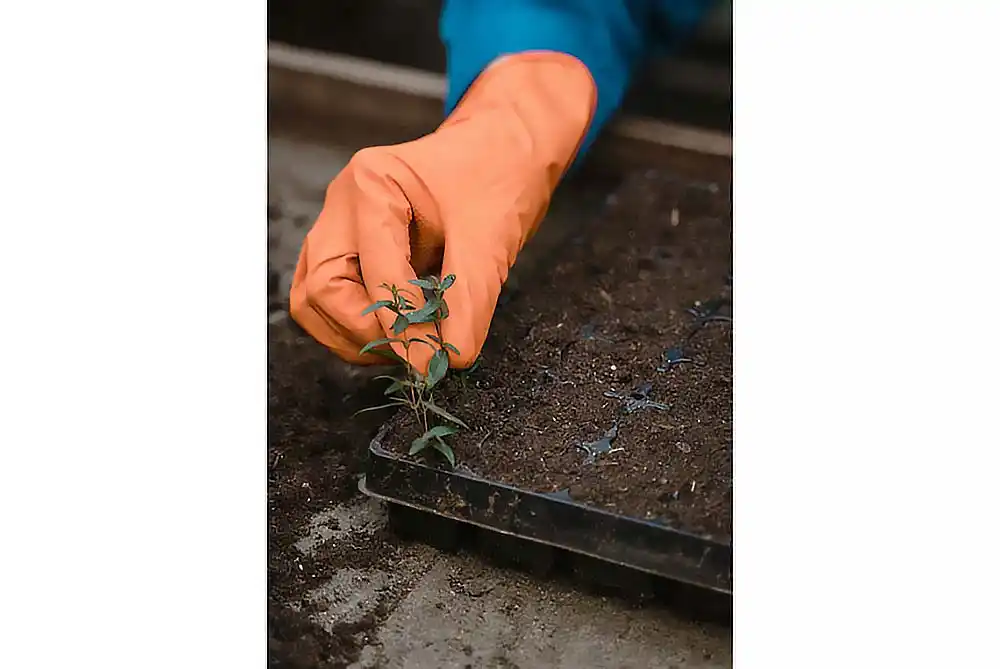 fall planting, spring garden, shrubs, perennials, azaleas, roses, beauty berry, boxwood, hydrangeas, pollinators