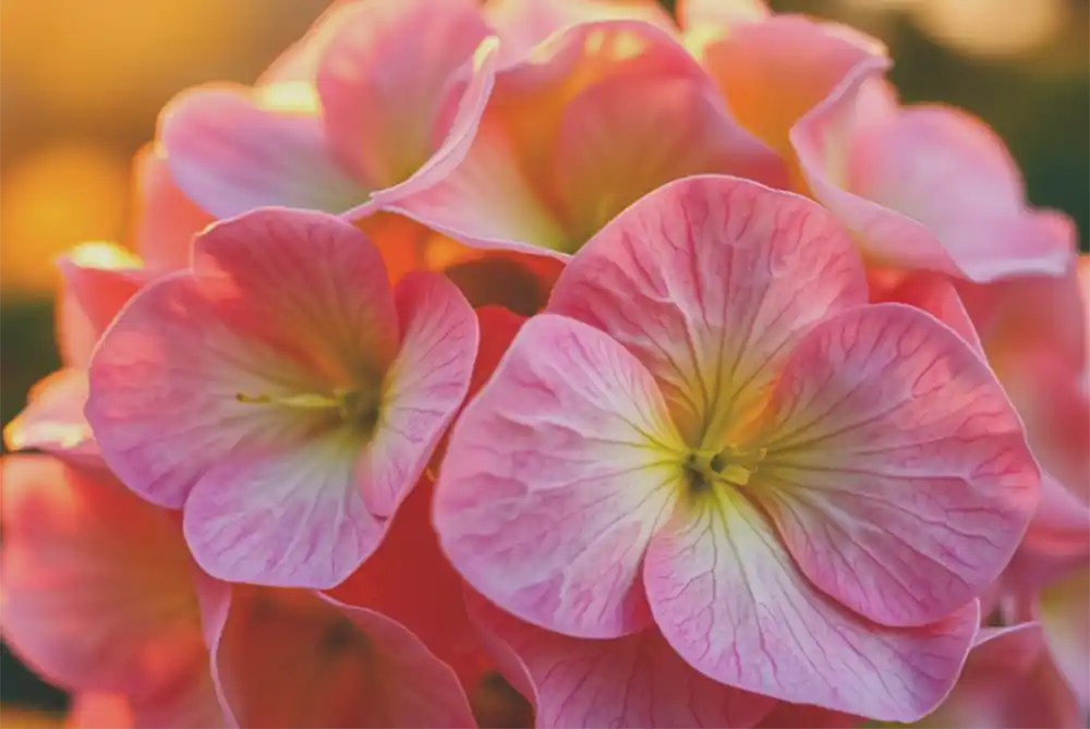 fall planting, spring garden, shrubs, perennials, azaleas, roses, beauty berry, boxwood, hydrangeas, pollinators