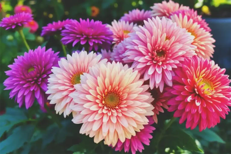 Here’s What to Plant This Fall for a Stunning Spring Garden