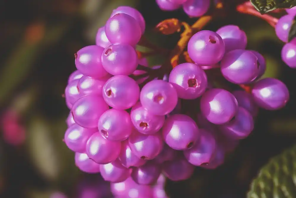 fall planting, spring garden, shrubs, perennials, azaleas, roses, beauty berry, boxwood, hydrangeas, pollinators