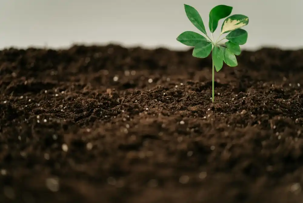 vegetable garden, gardening, raised beds, beginner guide, organization, herbs, strawberries, seedlings, soil, planting