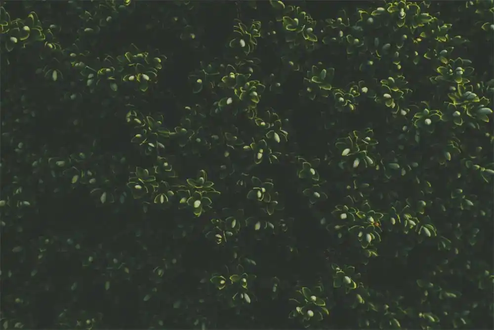 fall planting, spring garden, shrubs, perennials, azaleas, roses, beauty berry, boxwood, hydrangeas, pollinators