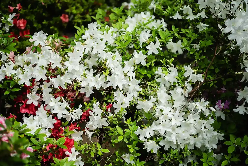 fall planting, spring garden, shrubs, perennials, azaleas, roses, beauty berry, boxwood, hydrangeas, pollinators