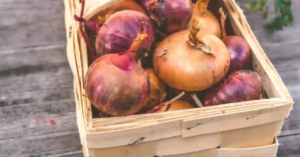 onion, Plant Smart, Optimal Seasons for 40 Vegetable Varieties