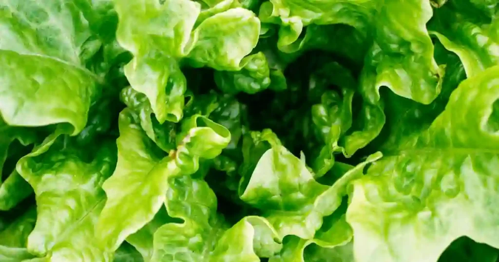Lettuce, Plant Smart, Optimal Seasons for 40 Vegetable Varieties