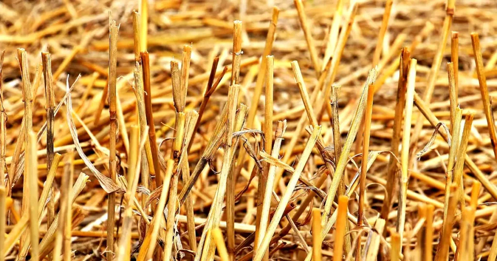 best mulch types, how to use mulch, when to add mulch, when mulching my garden