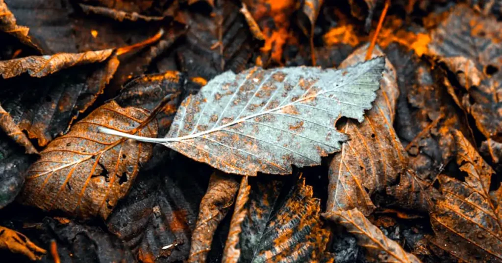 best mulch types, how to use mulch, when to add mulch, when mulching my garden